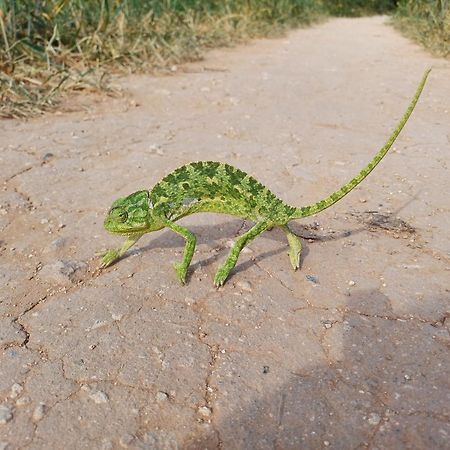 パラリムニKaparyアパートメント エクステリア 写真
